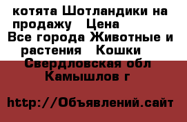 котята Шотландики на продажу › Цена ­ 5 000 - Все города Животные и растения » Кошки   . Свердловская обл.,Камышлов г.